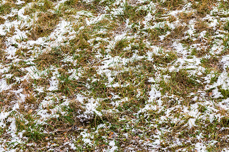 绿草和秋叶上的第一场雪