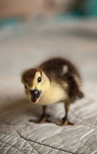 小鸭摄影照片_蓝色背景中好奇的斑驳小鸭 Anas fulvigula