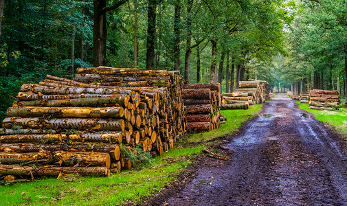 火图案摄影照片_荷兰布雷达 liebos 的树干堆和一条泥泞的森林道路