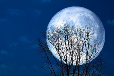 夜空中的超级月亮背影枯树