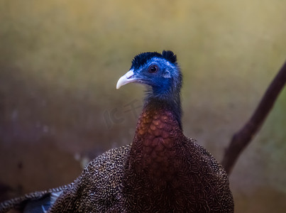 一只雄性大阿格斯野鸡的特写脸，接近来自亚洲的受威胁鸟类