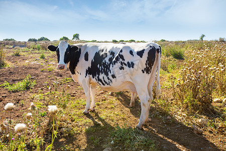 梅诺卡弗里斯兰牛在巴利阿里休塔德亚附近放牧