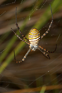 蜘蛛 (Argiope bruennichi)