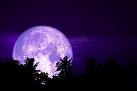 夜月摄影照片_满花月背剪影植物和树木在夜空中