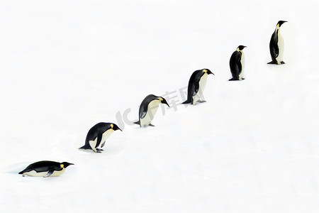 进化摄影照片_帝企鹅的进化