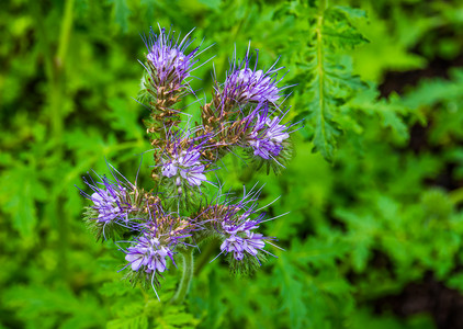 带花边的 phacelia 植物的紫色簇花，来自美国的热带物种，自然背景