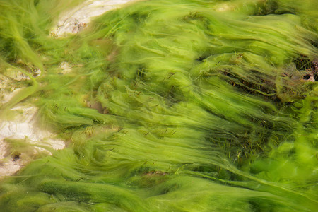 水下藻类摄影照片_绿色水下植物