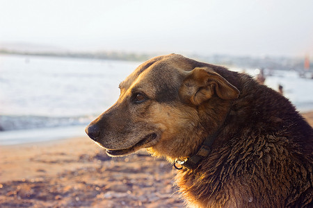 老流浪狗在沙滩上给自己降温