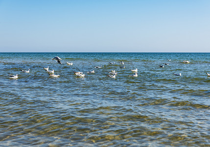 一群白海鸥漂浮在黑海的波浪上