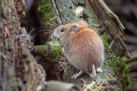 称为摄影照片_普通田鼠（Myodes glareolus；以前称为 Clethrionomys glareolus）。