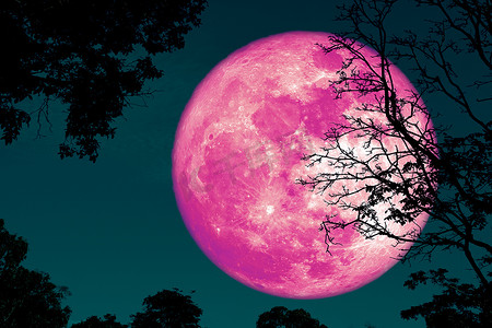 满地壳月亮回到剪影植物和夜空中的树木