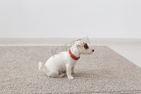 宠物、动物和家庭概念 — 小拉塞尔小狗坐在客厅的地毯上