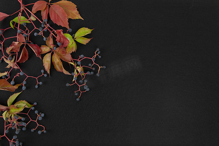 秋季平躺复制空间：弗吉尼亚爬山虎（Parthenocissus quinquefolia）的顶视图，红色和橙色的叶子，黑色背景上有黑葡萄