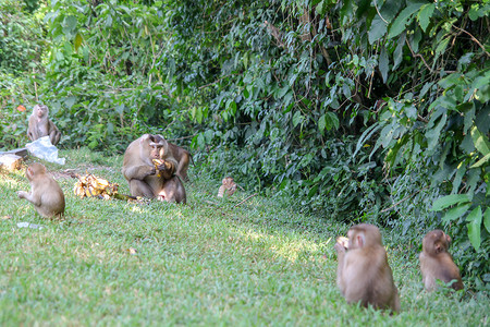 大猴子在中心组吃香蕉