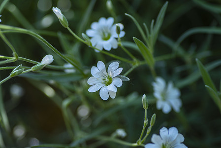 小白林花，美丽的夏日花卉背景，有选择的焦点