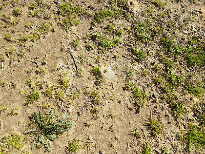 土丘摄影照片_孤独的蜜蜂土丘和草地和泥土