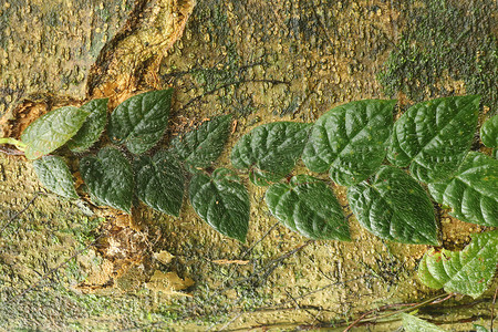 深绿色叶子的热带攀缘植物生长着一棵巨大的榕树 Variegata 的树干。