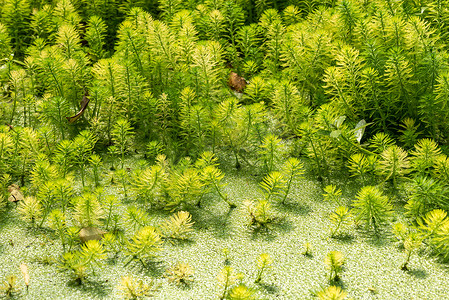 水环绿叶摄影照片_桉树和鹦鹉的羽毛 — Myriophyllum aquaticum — 池塘里的绿叶