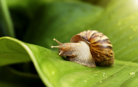 蜗牛走得很慢。