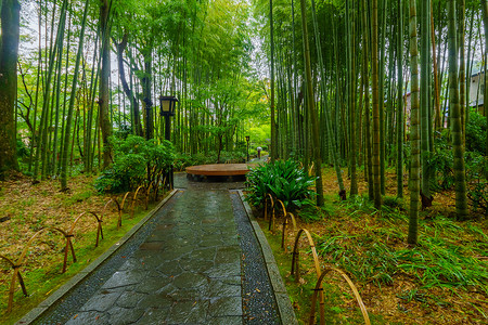 室外温泉摄影照片_修善寺的小竹林