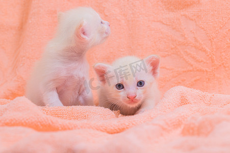 一只可爱的小猫摄影照片_一堆布中的一只可爱的小猫