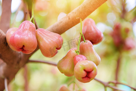 食用玫瑰摄影照片_玫瑰苹果果实夏天挂在树上-玫瑰苹果树我