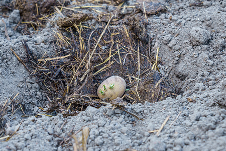 用肥料在地下小坑中种植马铃薯块茎