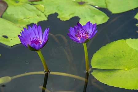 池塘里美丽的睡莲或莲花。