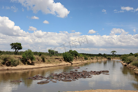 肯尼亚马赛马拉河河马
