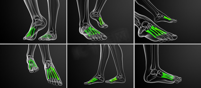 跖骨的 3d 渲染医学插图
