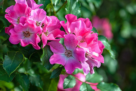 玫瑰花丛摄影照片_夏季花园中盛开的艳丽粉红色花园玫瑰（Giro Amorina）