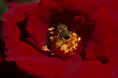 送母亲鲜花摄影照片_蜜蜂以花粉为食