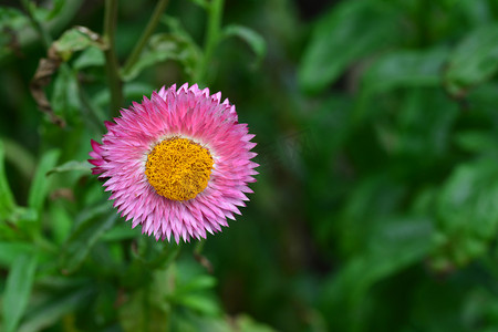 稻草花或永恒或纸雏菊花