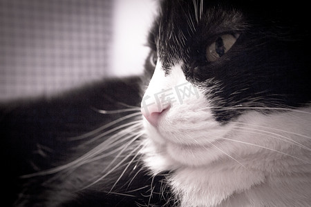 表情机警的黑白猫