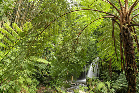 春天稻田摄影照片_Yeh Ho Waterfall 位于郁郁葱葱的稻田 Penebel