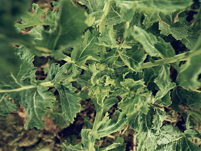 油菜植株摄影照片_年轻油菜的上部细节在领域。