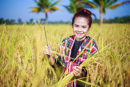 女农民用镰刀在田间收割水稻