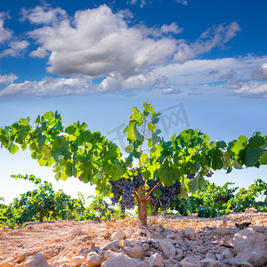葡萄酒葡萄摄影照片_博巴尔葡萄酒葡萄在葡萄园里生准备收获