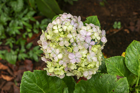 开花的蓝色八仙花属花特写镜头反对深绿叶子背景的。