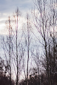 在蓝灰色冬天天空背景的风景松枝与云彩