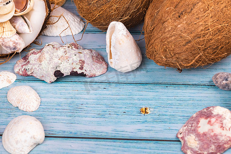 海洋主题摄影照片_蓝色木质背景中的椰子和贝壳。海洋主题