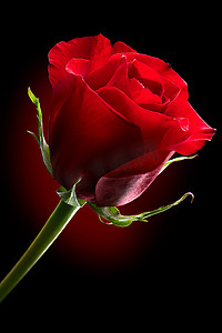 红玫瑰花上黑色孤立。