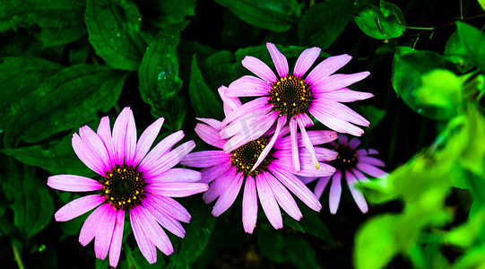 深绿色背景和一些湿叶的紫锥菊花的高对比度照片。
