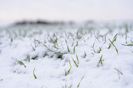 麦田在冬季被雪覆盖。