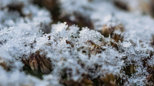 下雪植物摄影照片_雪中​​的植物