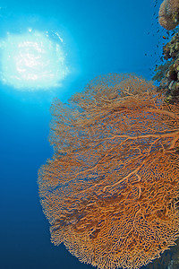 在礁石墙壁上的柳珊瑚扇形珊瑚