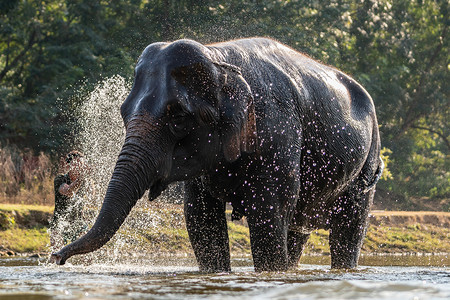 在大象洗澡时泼水。