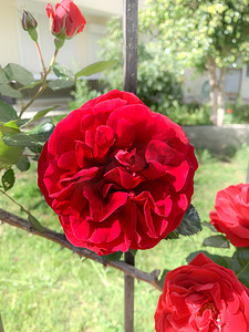 丛林玫瑰摄影照片_夏季花园锻造篱笆上的红色攀岩特写