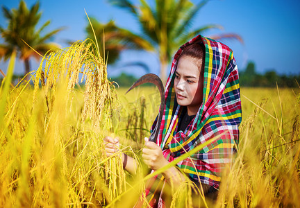 女农用镰刀在田里收割水稻