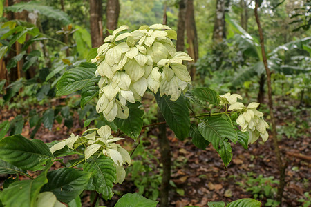 红旗装饰摄影照片_Mussaenda erythrophylla 白色黄色花，俗称阿散蒂血、红旗灌木和热带山茱萸。 